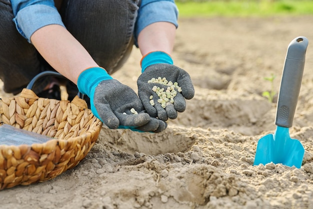 Closeup of hand in gardening gloves planting green pea in ground using shovel