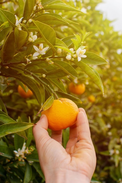 Closeup of a hand taking a ripe orange from the tree on a sunny day