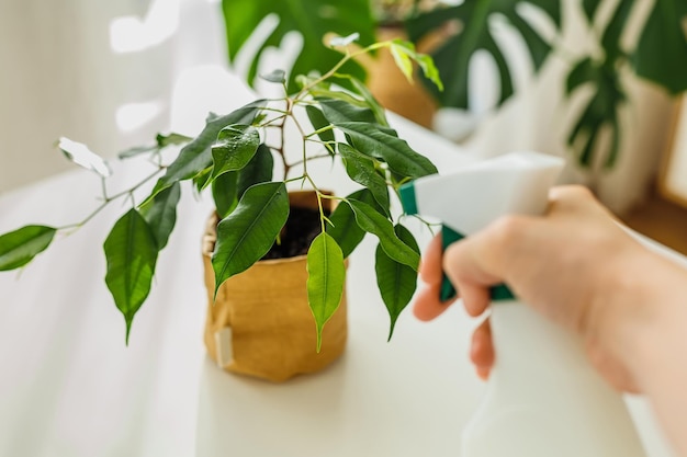 Closeup hand with spraying bottle watering ficus tree in kraft paper pot indoor greenery