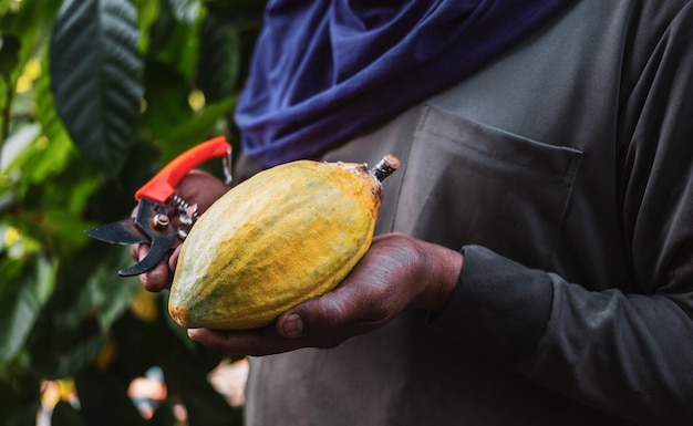 Closeup hands of a cocoa farmer use pruning shears to cut the cocoa pods or fruit ripe yellow cacao