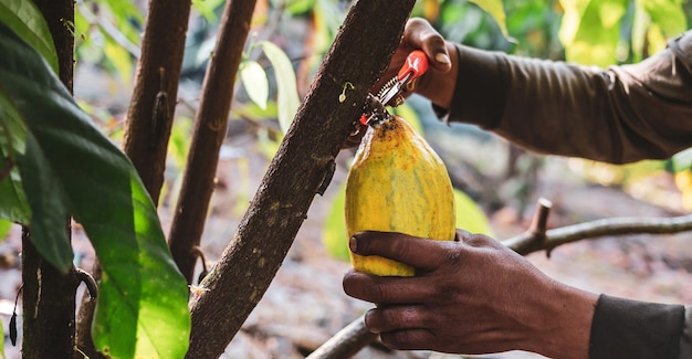 Closeup hands of a cocoa farmer use pruning shears to cut the ripe yellow cacao from the cacao tree