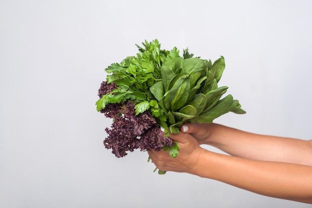 Closeup of hands holding fresh cooking herbs, leafy green vegetables, showing parsley sorrel lettuce, concept of healthy nutrition, organic food. indoor studio shot isolated on grey background