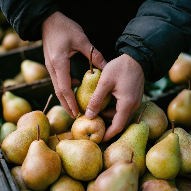 Photo closeup of hands picking pears