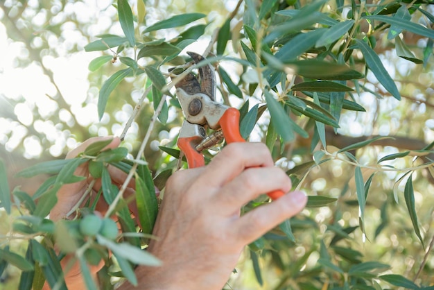 Closeup of hands pruning the olive tree