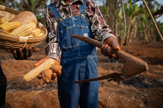 Closeup of the hands of two farmers holding a basket with the harvest potatoes a pumpkin corn and a hoe focus on the hoe