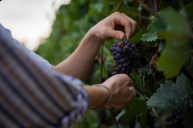 Closeup of the hands of two farmers who harvest grapes production of wine