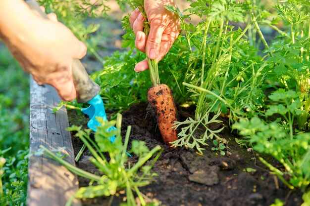 Closeup of hands with spatula digging up ripe carrots in garden bed