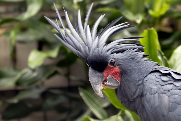 Closeup Head of black cockatoo Probosciger aterrimus bird Probosciger aterrimus head from side view