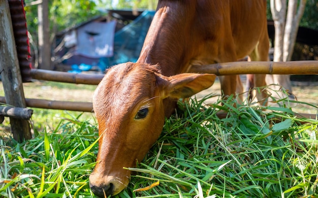 Closeup of the head of a brown cow in a paddock on a beef cattle farm the cow eating fresh grass