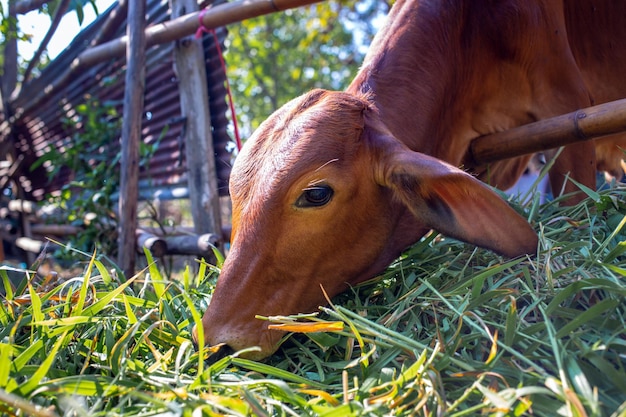 Closeup of the head of a brown cow in a paddock on a beef cattle farm the cow eating fresh grass