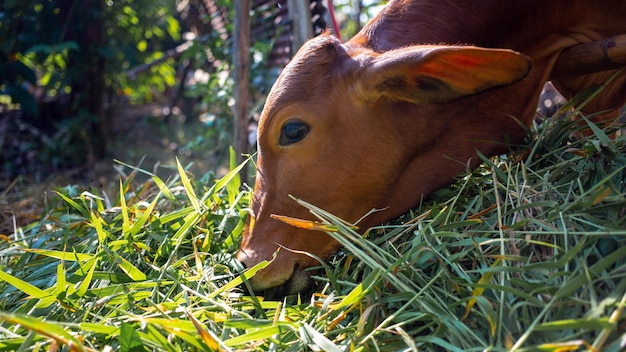 Closeup of the head of a brown cow in a paddock on a beef cattle farm the cow eating fresh grass