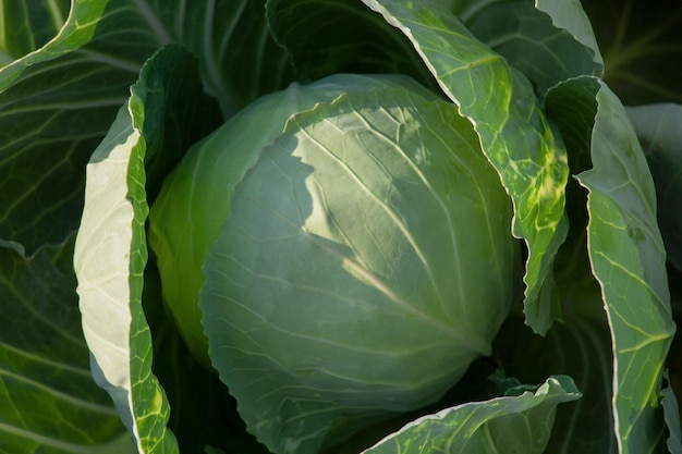 Closeup of a head of cabbage Green cabbage with leaves top view