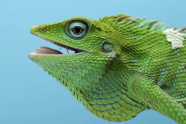 Closeup head of Green lizard with blue background