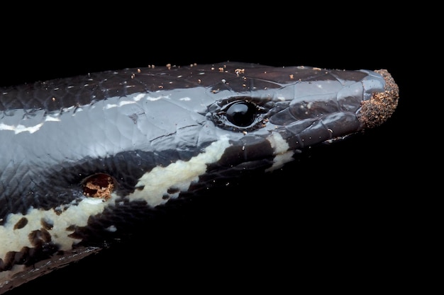 Closeup head Muller skink Spenopmorphus mulleri