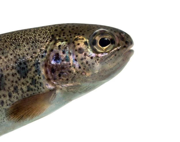 Closeup of head of rainbow trout isolated on white