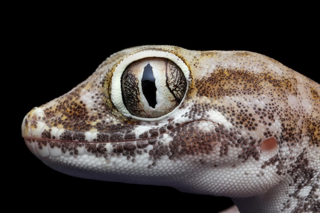 Closeup head sand gecko on black background