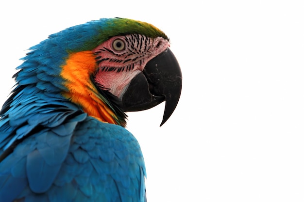 Closeup head Scarlet Macaw from