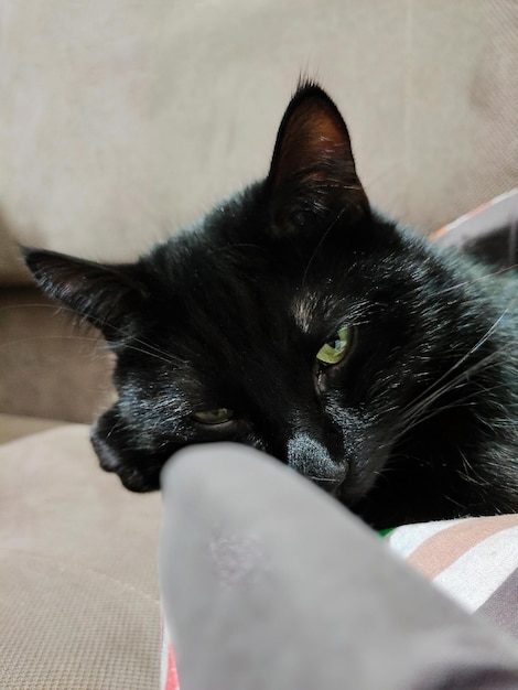 Closeup of the head of a sleeping black cat on the litter