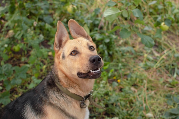 Closeup of the head of a young mixed breed dog in nature Portrait of a cute curious dog with an open mouth sitting in the park