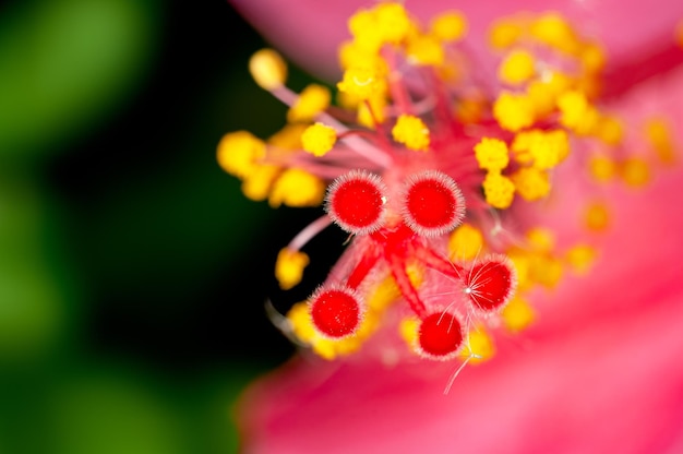 Closeup of hibiscus pollen showing beautiful pattern