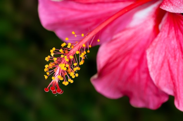 Closeup of hibiscus pollen showing beautiful pattern