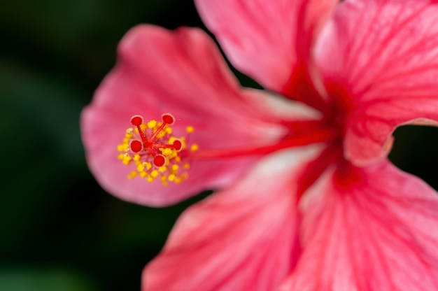 Closeup of hibiscus pollen showing beautiful pattern