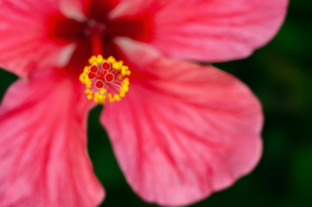 Closeup of hibiscus pollen showing beautiful pattern