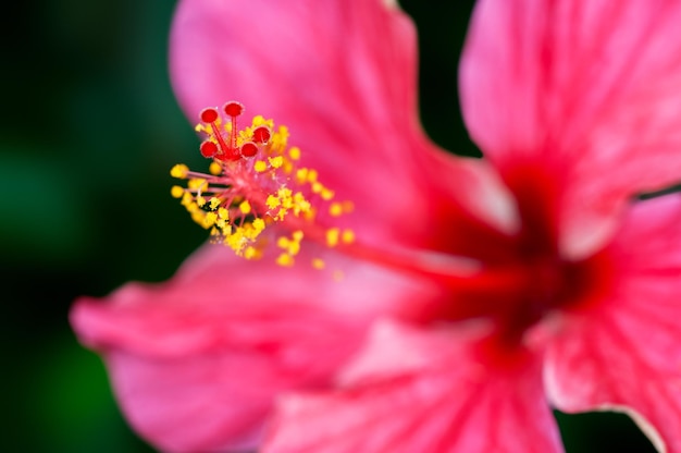 Closeup of hibiscus pollen showing beautiful pattern