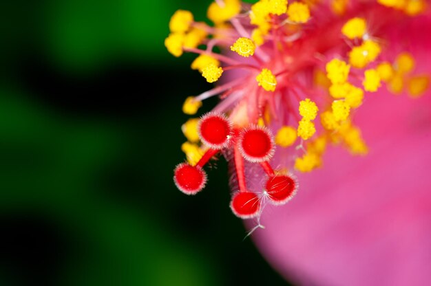 Closeup of hibiscus pollen showing beautiful pattern