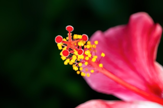 Closeup of hibiscus pollen showing beautiful pattern