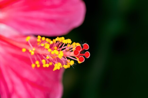 Closeup of hibiscus pollen showing beautiful pattern