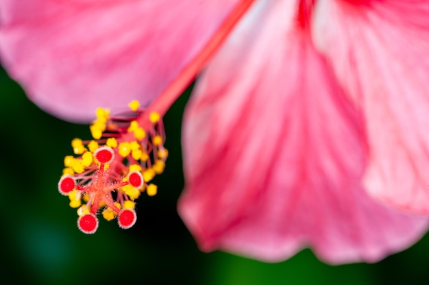 Closeup of hibiscus pollen showing beautiful pattern