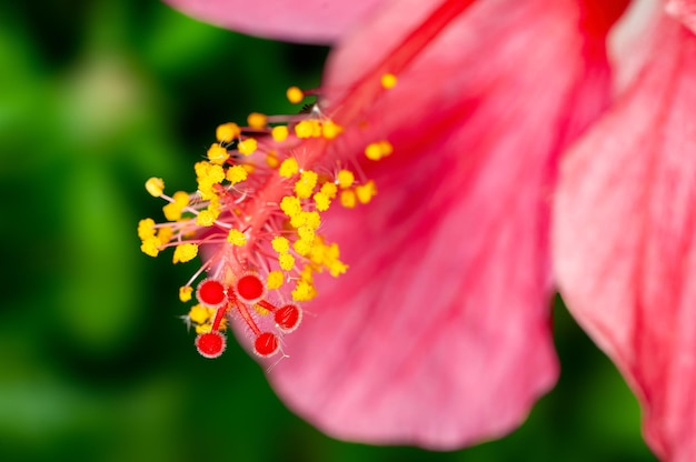 Closeup of hibiscus pollen showing beautiful pattern