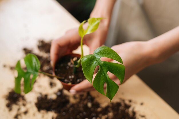 Closeup highangle view of unrecognizable young woman gardener in apron working with ground transplanting pot plants at table in home