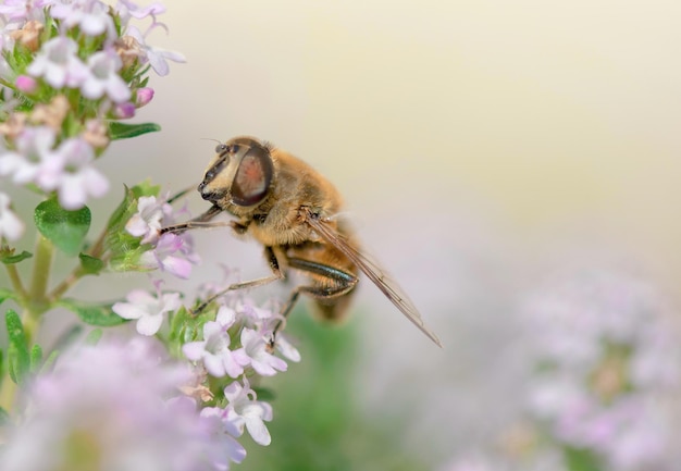 Closeup on a honey bee collecting pollen on flowers on blurred background in springtime