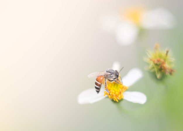 Closeup honey bee on flower