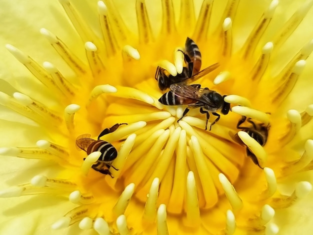 Closeup honey bees pollinate at the pollen of yellow water lily or lotus