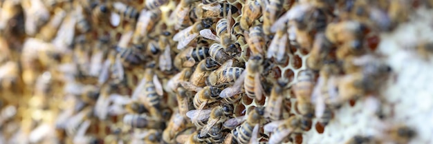 Closeup honeycomb frame with bee family swarm of bees gathering nectar beekeeping and