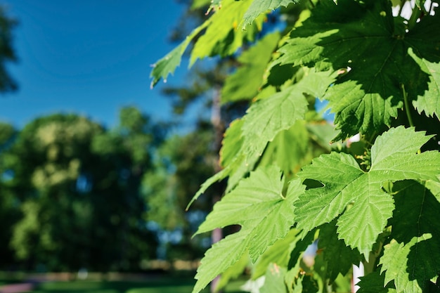 Closeup of hop leaf background zor from fresh green hops ingredient for beer or herbal medicine An idea for an agricultural backdrop or a decorative decoration for garden or park Humulus lupulus