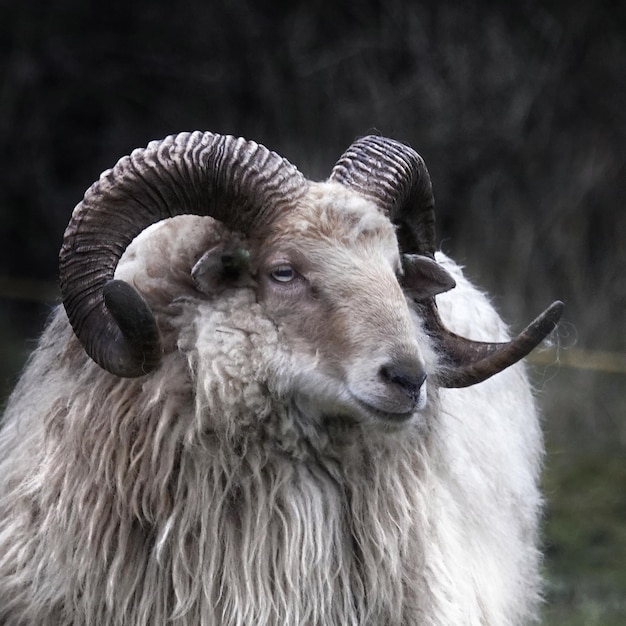 Closeup of a horned sheep (Drenthe Heath) against blurred background