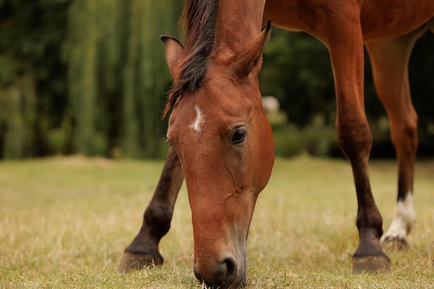 Closeup of a horse nibbling grass in autumn on a meadow