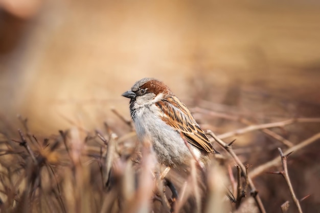 Closeup of a House sparrow standing on a treex9