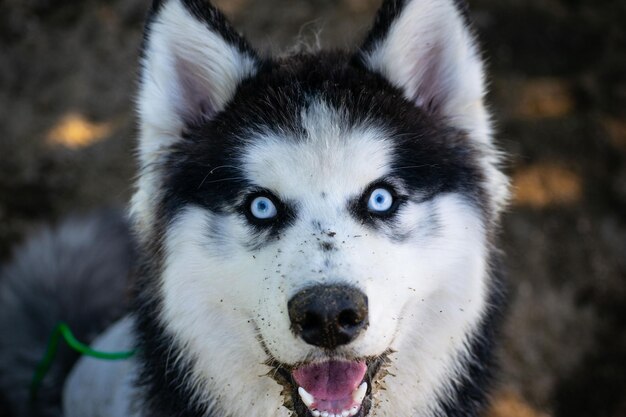 Closeup of a husky in a park