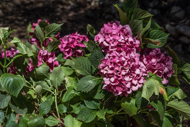 Closeup of hydrangea