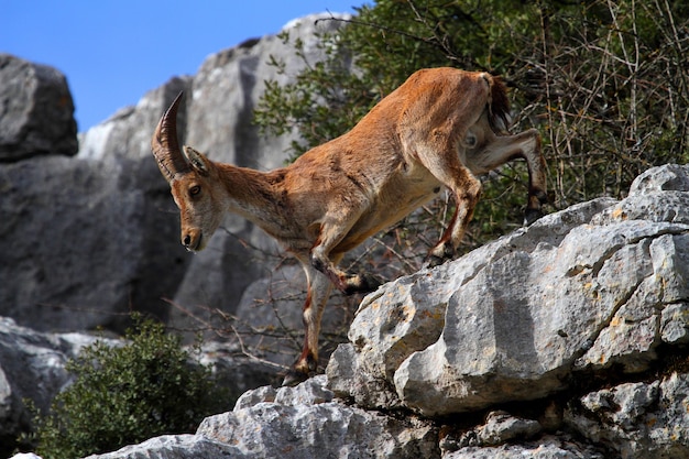 Closeup of an Iberian ibex walking on the rocks surrounded by trees under the sunlight at daytime