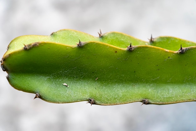 Closeup image of euphorbia ingens cactus trees Euphorbia aggregata cactus from South Africa Euphorbia trigona cathedral cactus African milk tree