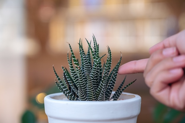 Closeup image of a finger touching cactus in a white pot with blur background