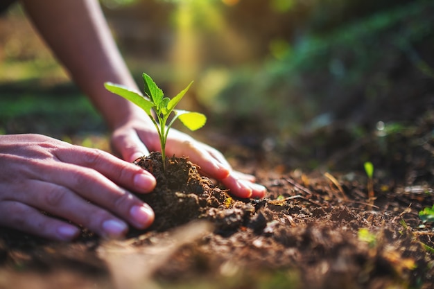 Closeup image of people preparing to grow a small tree with soil in the garden