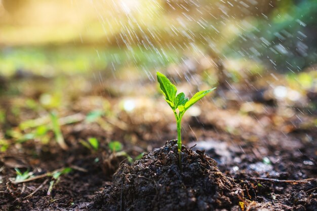 Closeup image of people watering a small tree on pile of soil in the garden