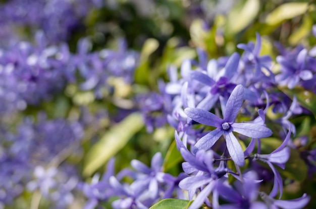 Closeup image of petrea, sandpaper vine, purple wreath flowers